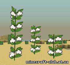 Мод Desert Cotton Plant